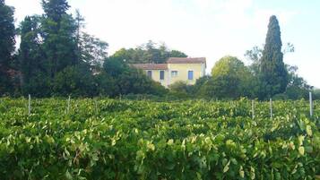 A vineyard with rows of grapevines and a yellow building in the background.