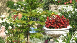 A garden with various plants and flowers, a stone wall, and a building with a window in the background. - Hotel Aitone (Evisa)