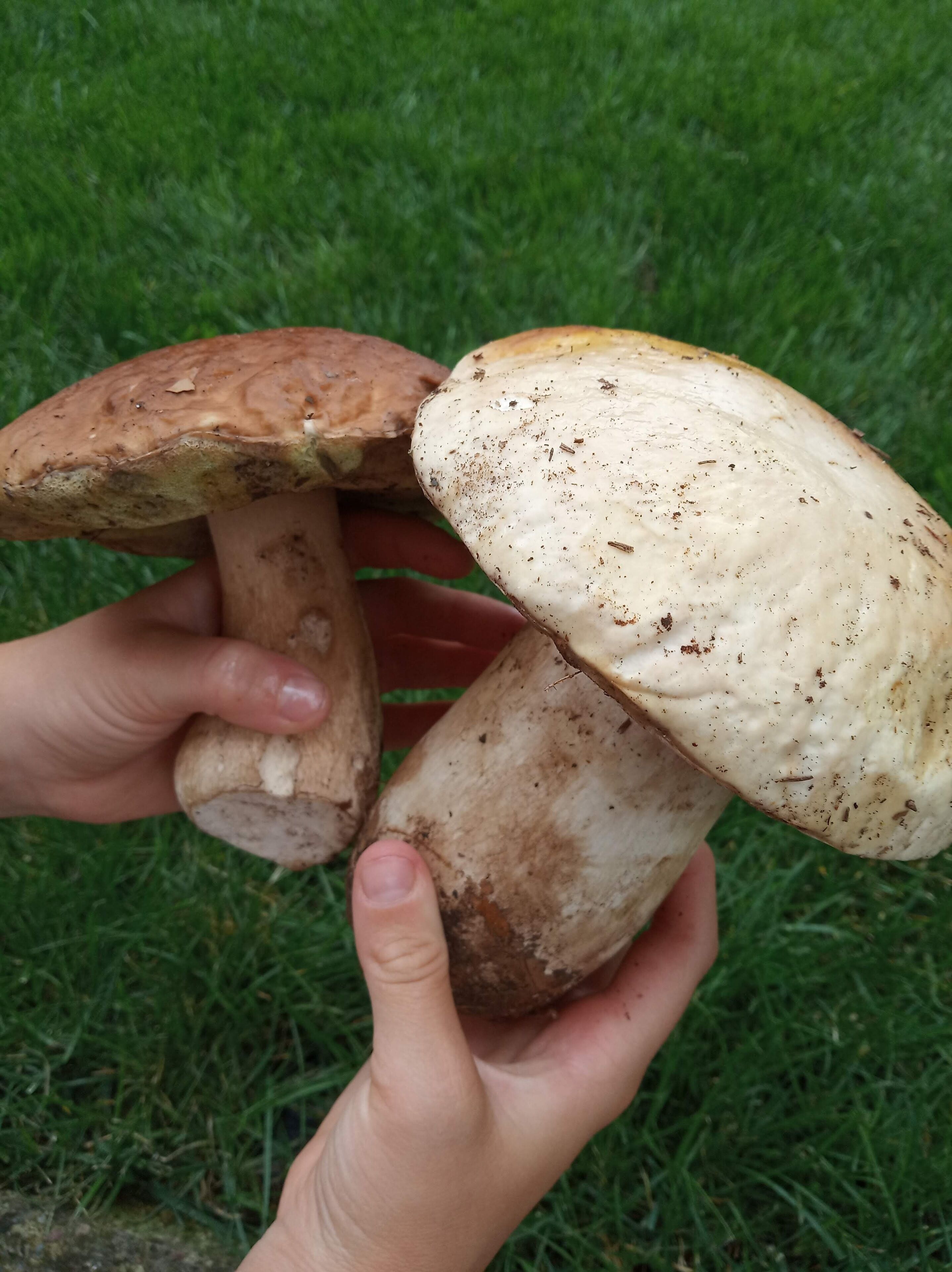 A person holding three mushrooms with brown caps and white stems, set against a grassy background.