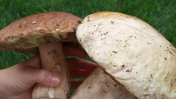 A person holding three mushrooms with brown caps and white stems, set against a grassy background.