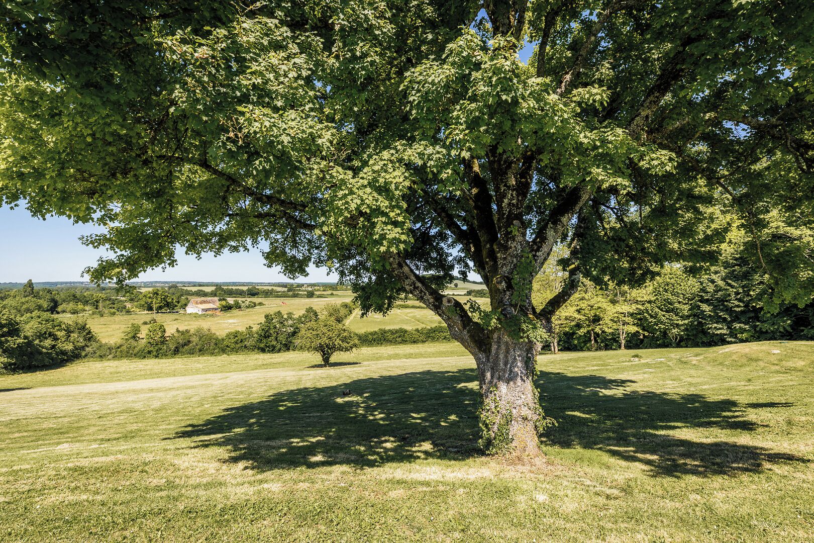 Ein großer Baum in einer grünen Wiese unter blauem Himmel.
