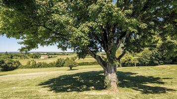 Ein großer Baum in einer grünen Wiese unter blauem Himmel.
