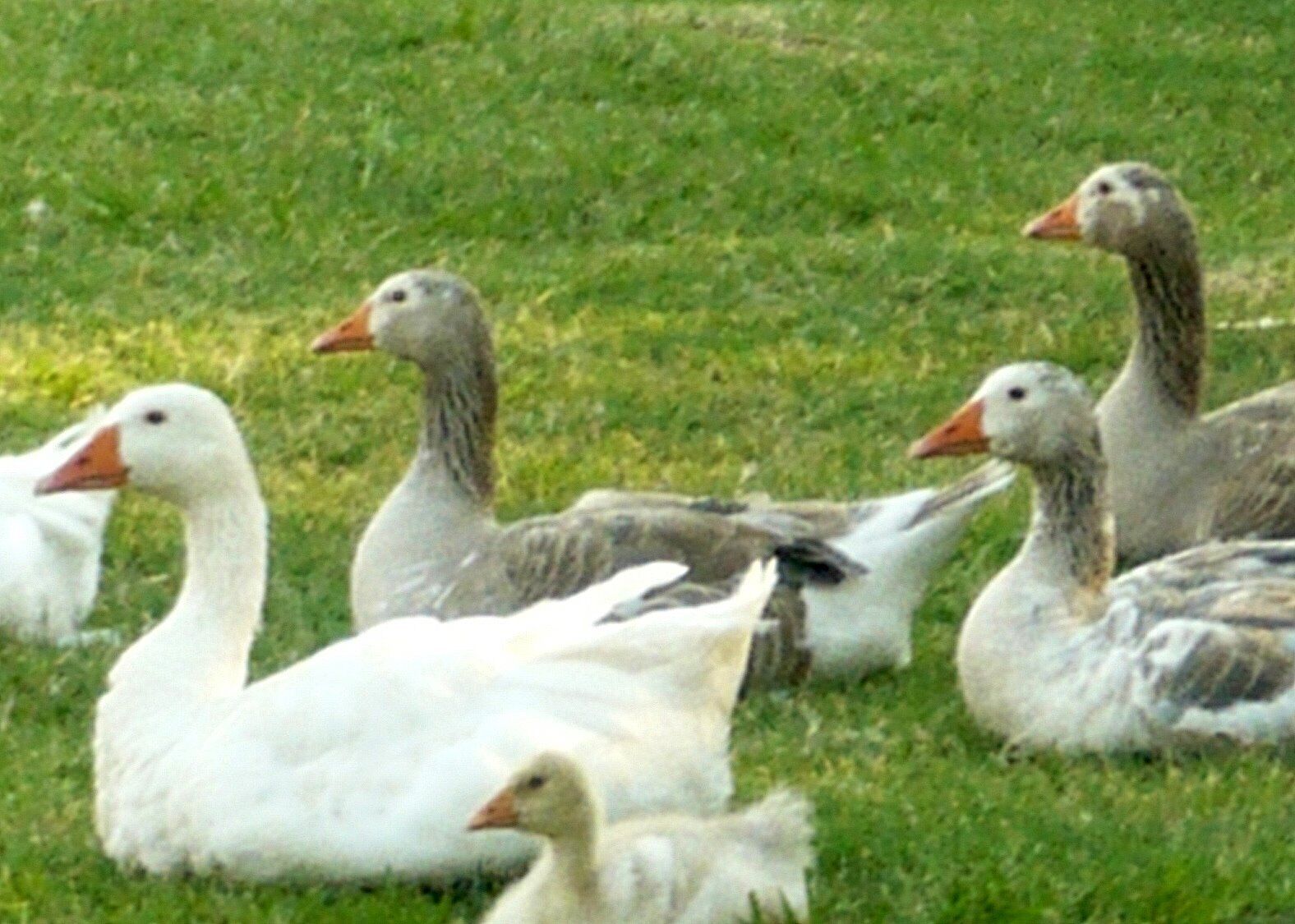 A group of geese on a grassy field.