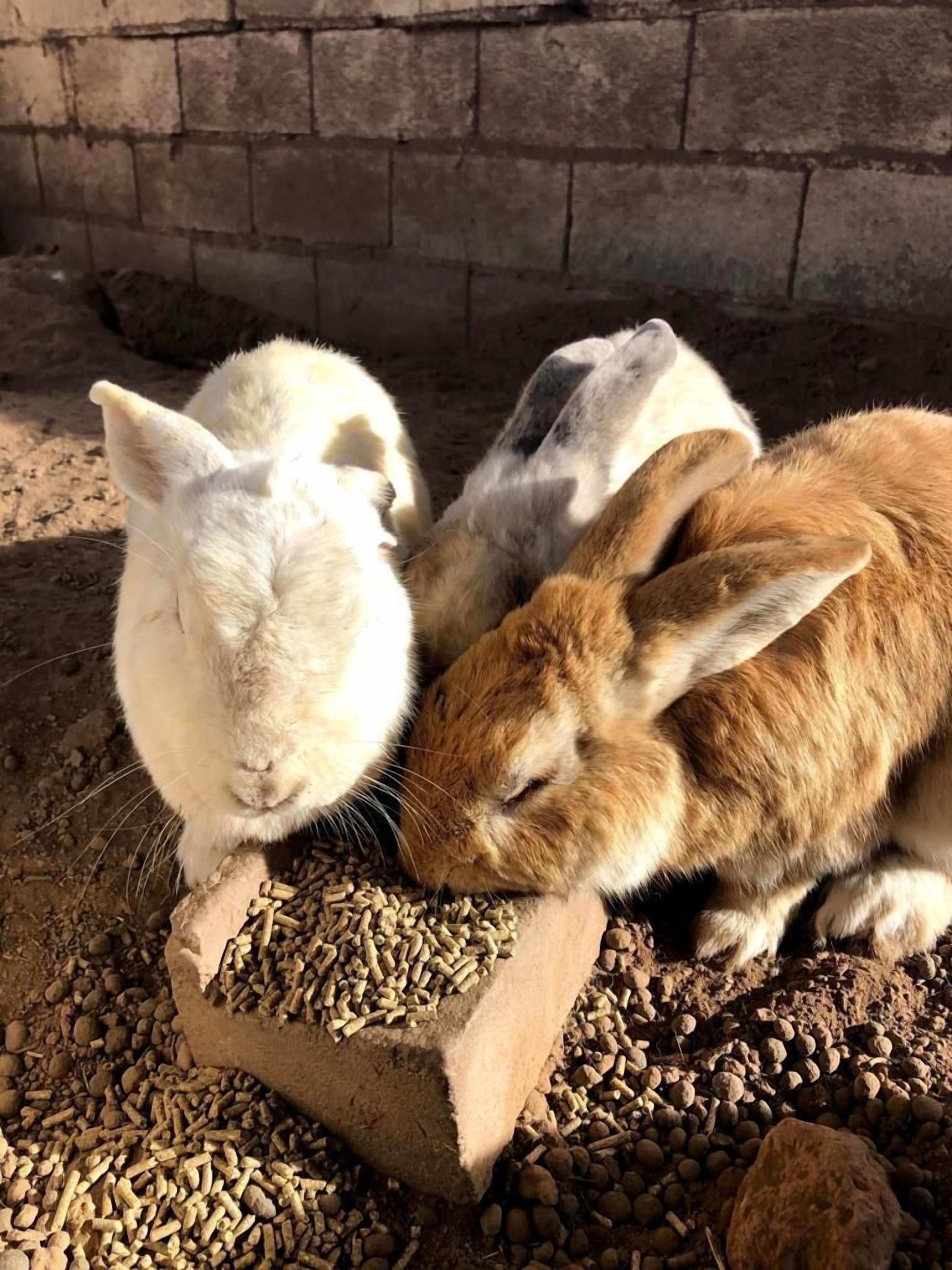 A rabbit eating food in a confined space with a brick wall in the background.