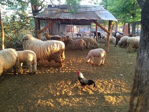 Una granja con un refugio de metal corrugado, rodeada de árboles y un área cercada con ovejas y un gallo.