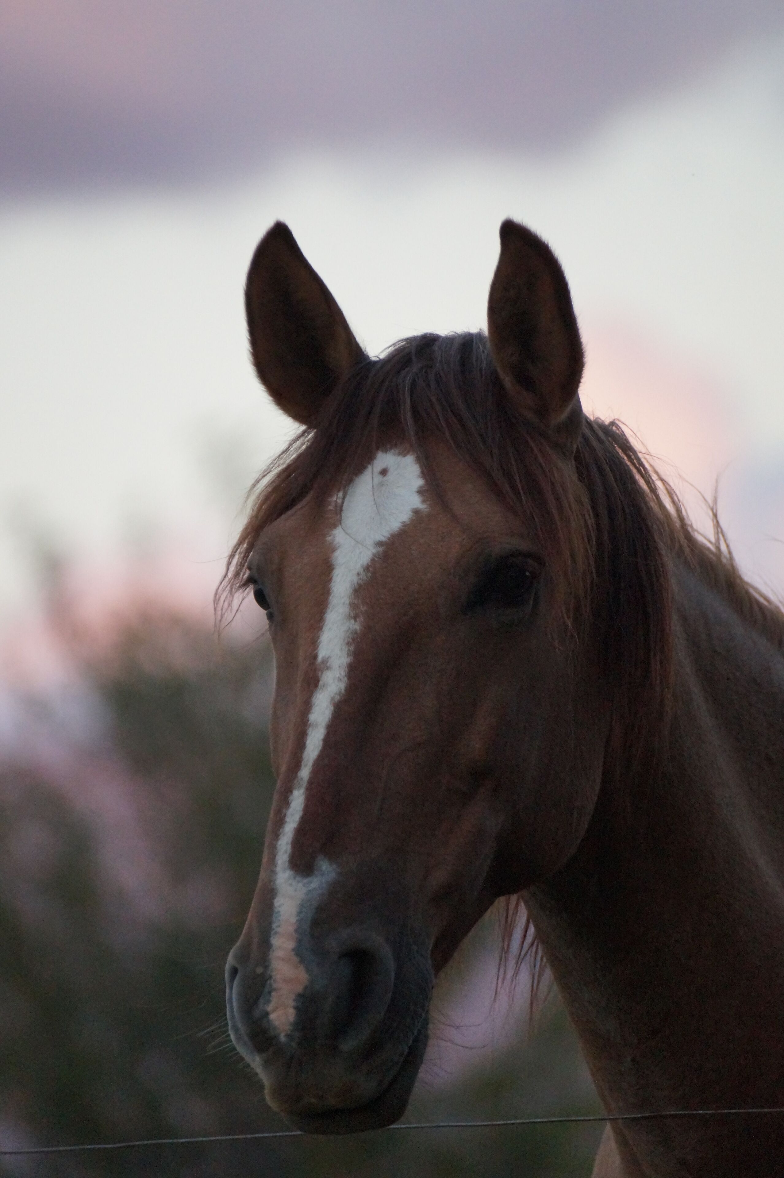 A close-up of a horse's head with a white stripe on its face, set against a blurred background.