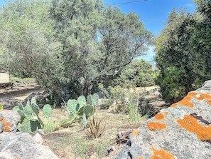 A natural landscape with cacti and trees, a stone wall, and a clear sky.