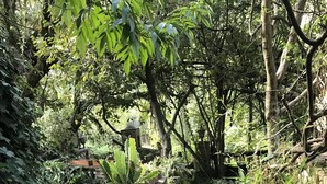 Un sendero de piedra bordeado de abundante vegetación y plantas en macetas, que conduce a una estructura tipo pabellón.
