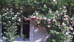Garden - Peonia at Home (Mulhouse)