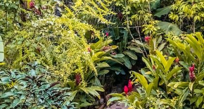 Dominican Tree House