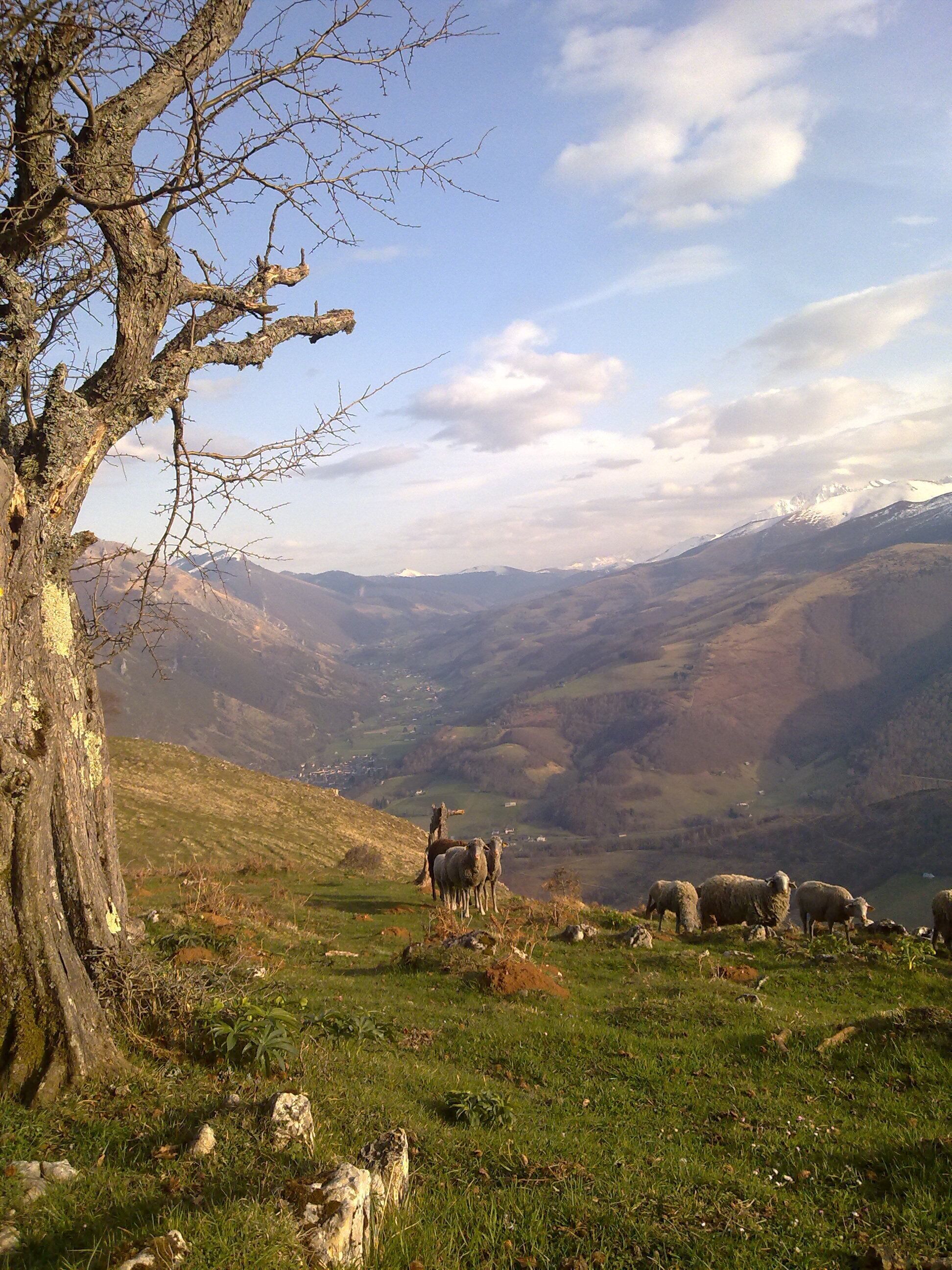 Een bergachtig landschap met een boom aan de linkerkant en schapen die in de voorgrond grazen.
