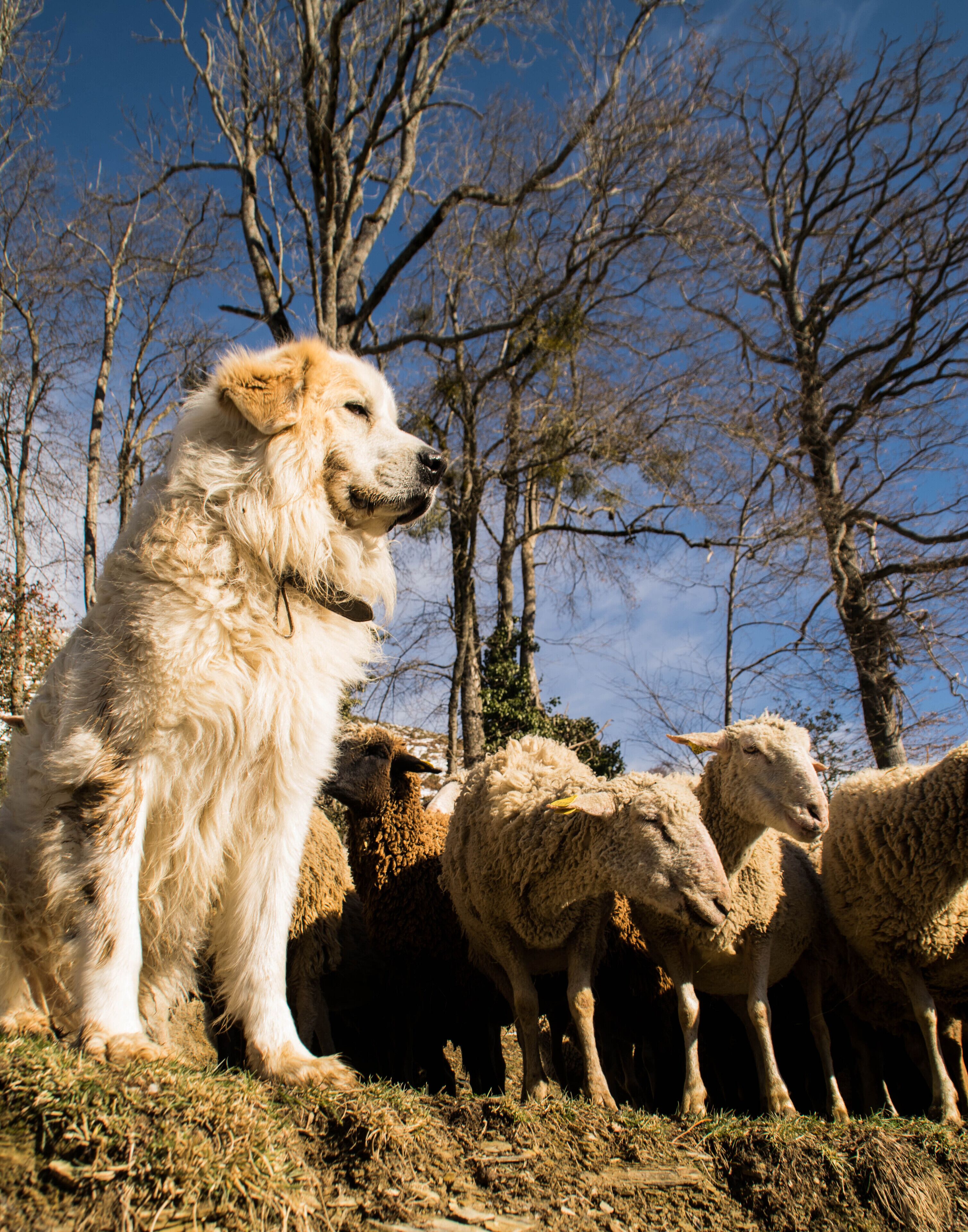 Un grand chien assis sur l’herbe, avec un troupeau de moutons en arrière-plan.