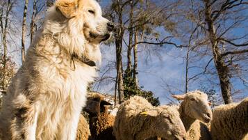Un grand chien assis sur l’herbe, avec un troupeau de moutons en arrière-plan.
