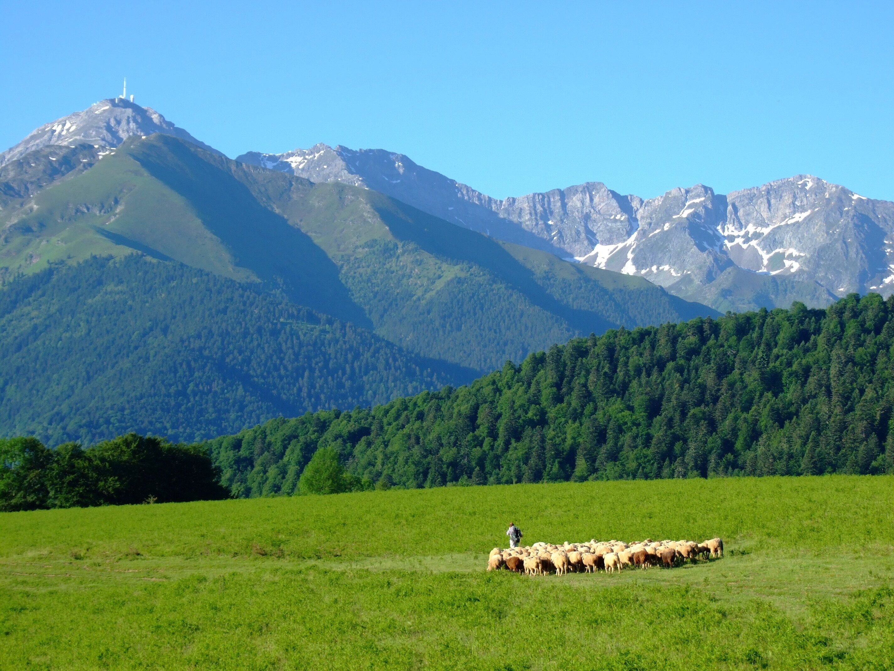 Un paisaje montañoso con un pastor y un rebaño de ovejas en un campo verde.