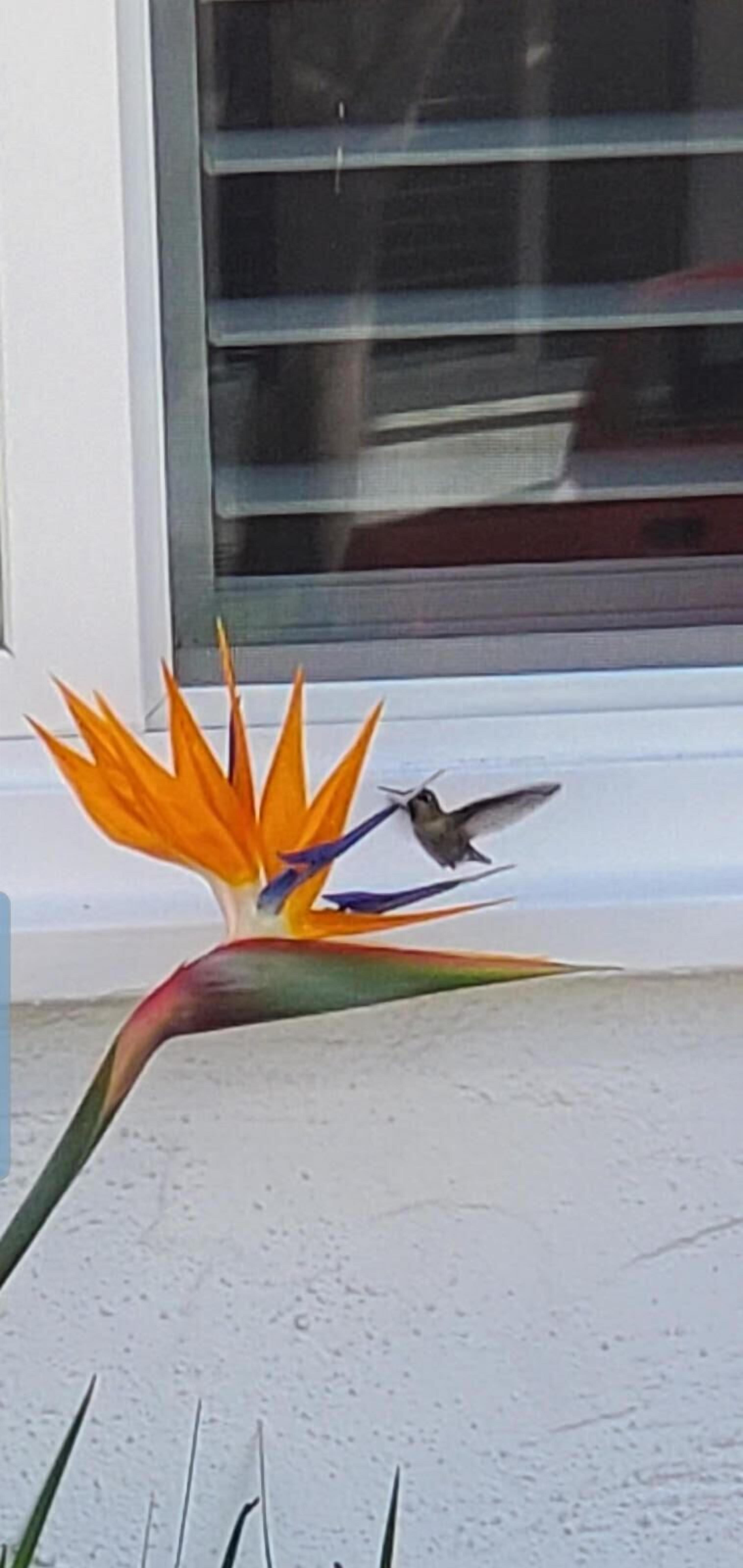 Un pájaro posado sobre una llamativa flor de ave del paraíso.
