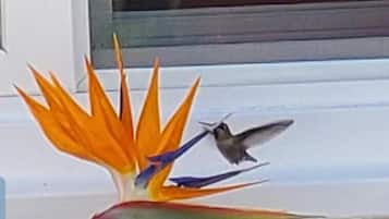 Un pájaro posado sobre una llamativa flor de ave del paraíso.