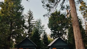 Two cabins with a dirt ground and a large tree in the foreground.