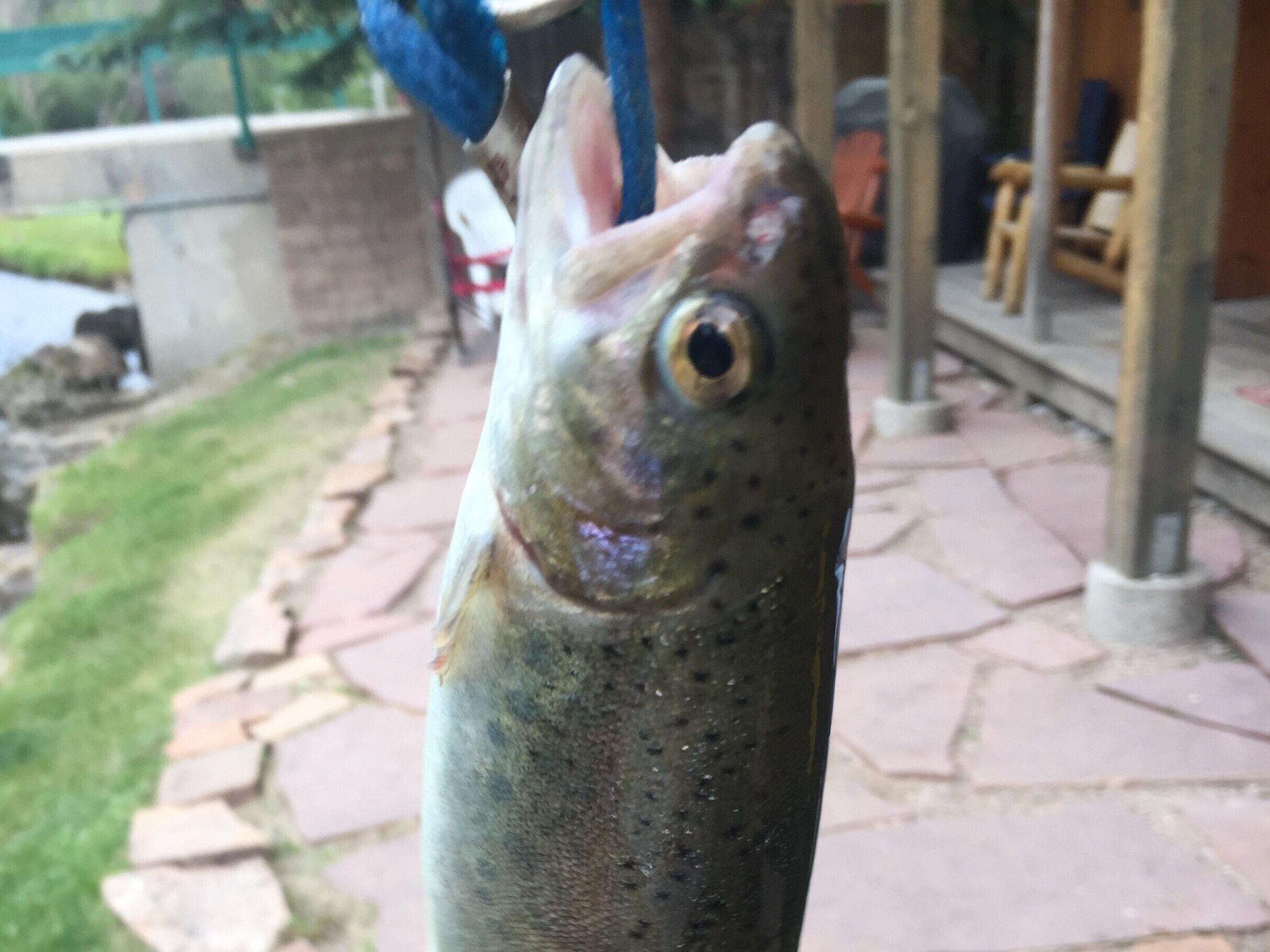 A fish held by a blue object, with a stone pathway and outdoor furniture in the background.