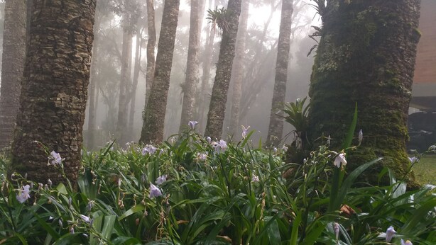 Une zone boisée avec de grands arbres et une variété de plantes et de fleurs vertes au premier plan.