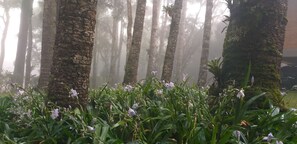 A forested area with tall trees and a variety of green plants and flowers in the foreground. - Araucaria Forest (Campos do Jordão)