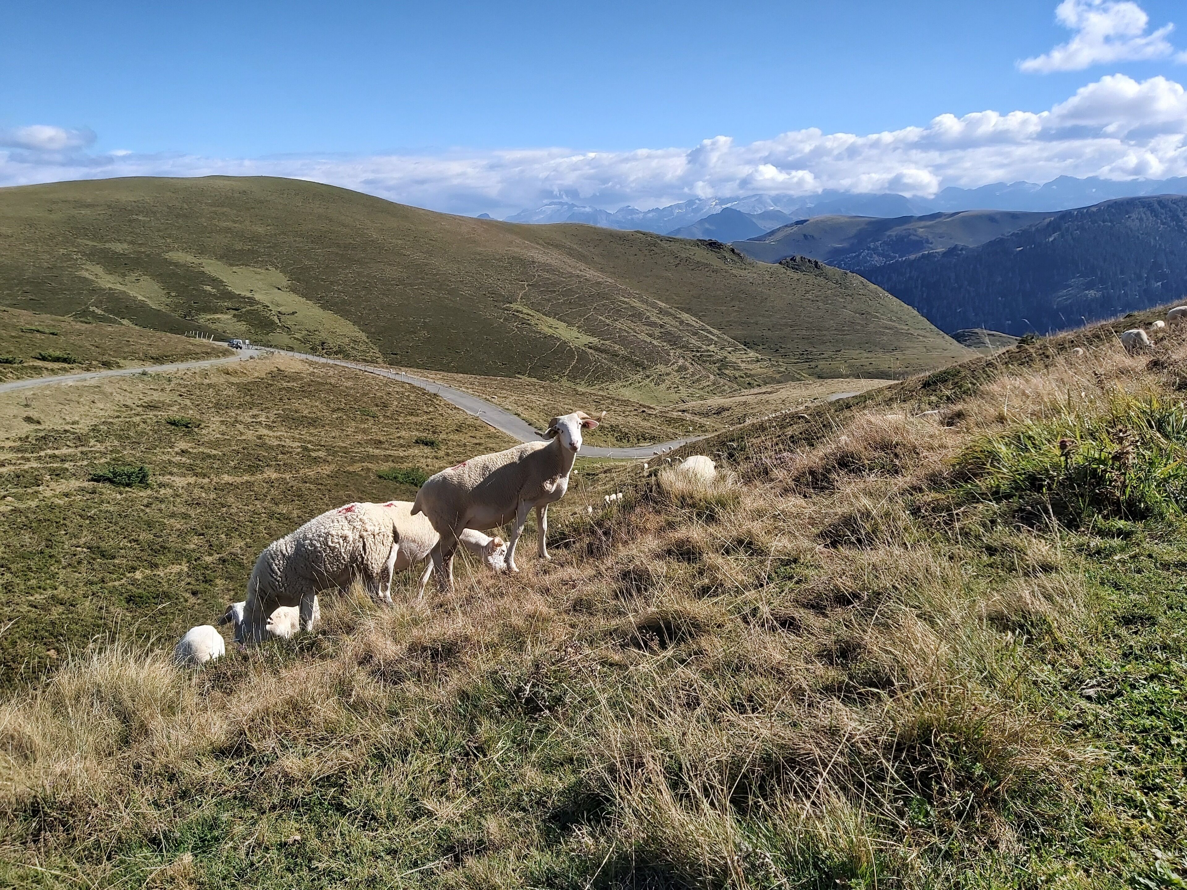 A mountainous landscape with a winding road and grazing sheep.