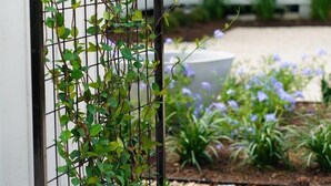 Un jardí amb una planta enfiladissa damunt d'una paret blanca, roques i flors morades.