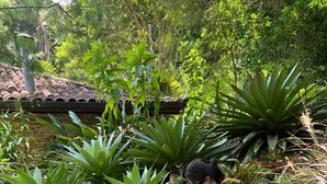 Una persona sentada en escalones de piedra en un jardín con diversas plantas y un techo de tejas al fondo.