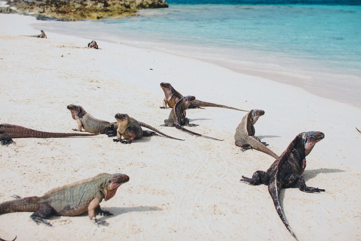 Una playa con varias iguanas sobre la arena.