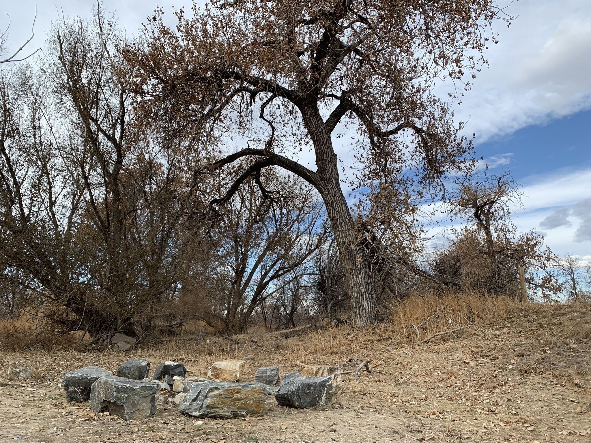 A natural landscape with a large tree and scattered rocks.