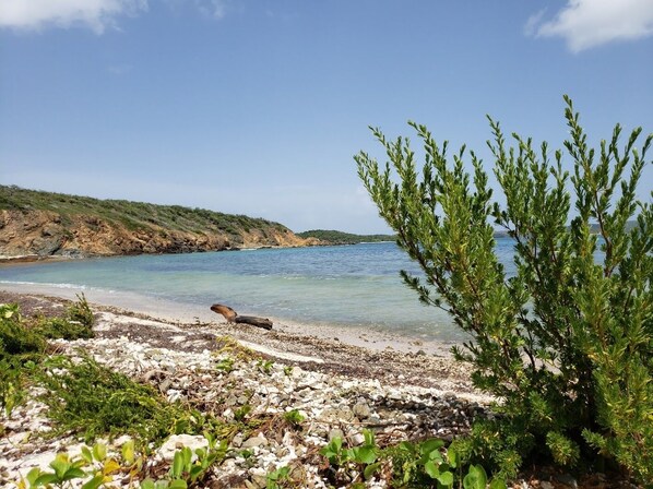 Plage à proximité, chaises longues, serviettes de plage