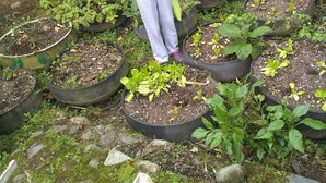 A garden with raised beds containing various plants. - Hosteria La Roulotte Mindo (Mindo)