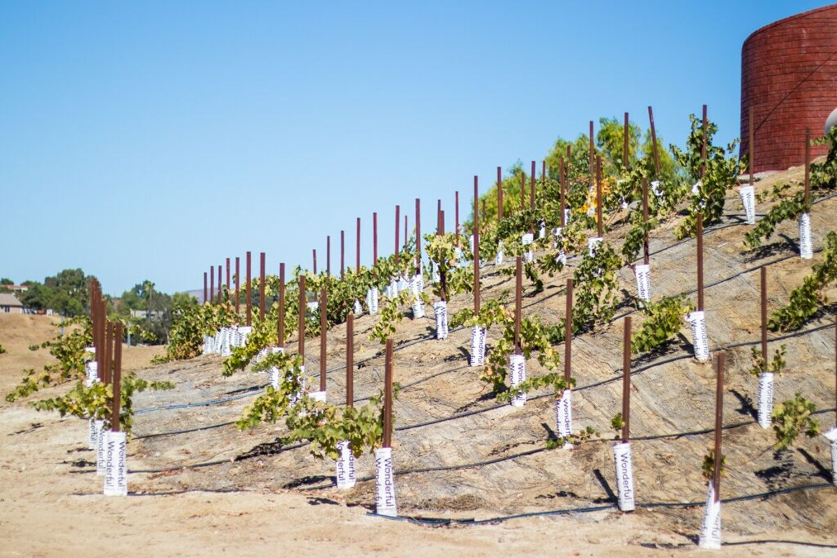 Værtens profilbillede