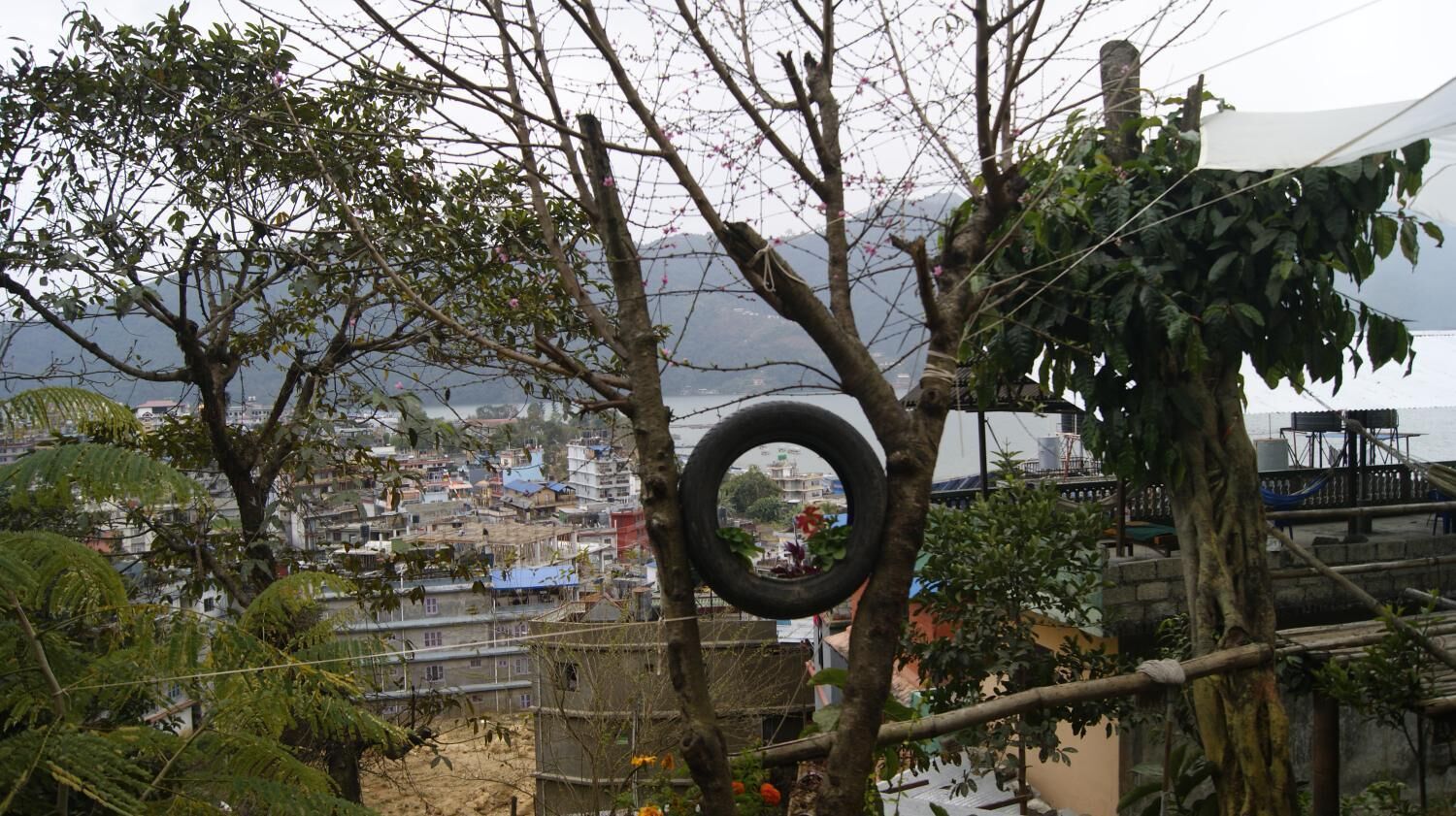 A tire hanging from a tree in a residential area with houses and a body of water in the background.