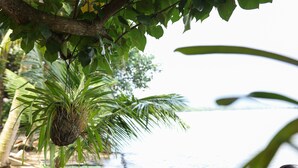 Una playa con palmeras y una vista despejada del agua.