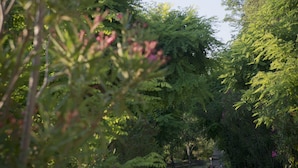 A garden with a variety of plants and trees, a clear sky, and a pathway leading through the greenery. - Santuari de Terrades (Terrades)
