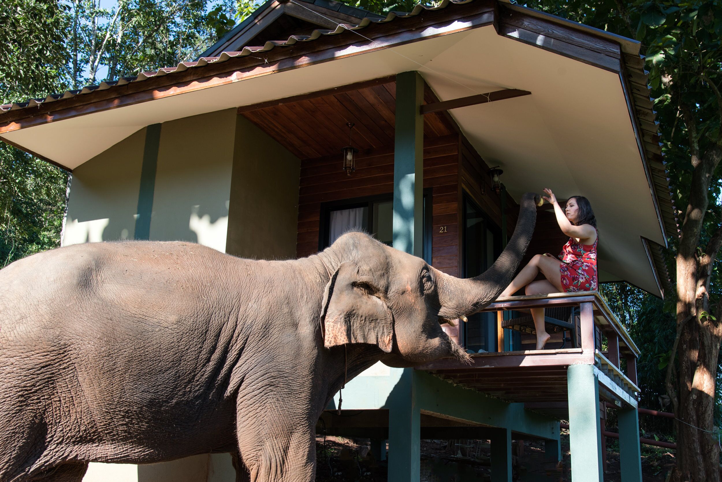 An elephant standing on a wooden platform with a person sitting on it.
