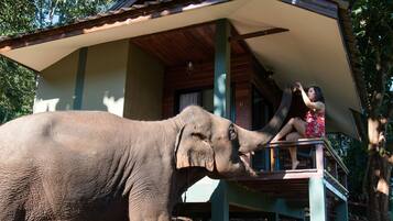 An elephant standing on a wooden platform with a person sitting on it.