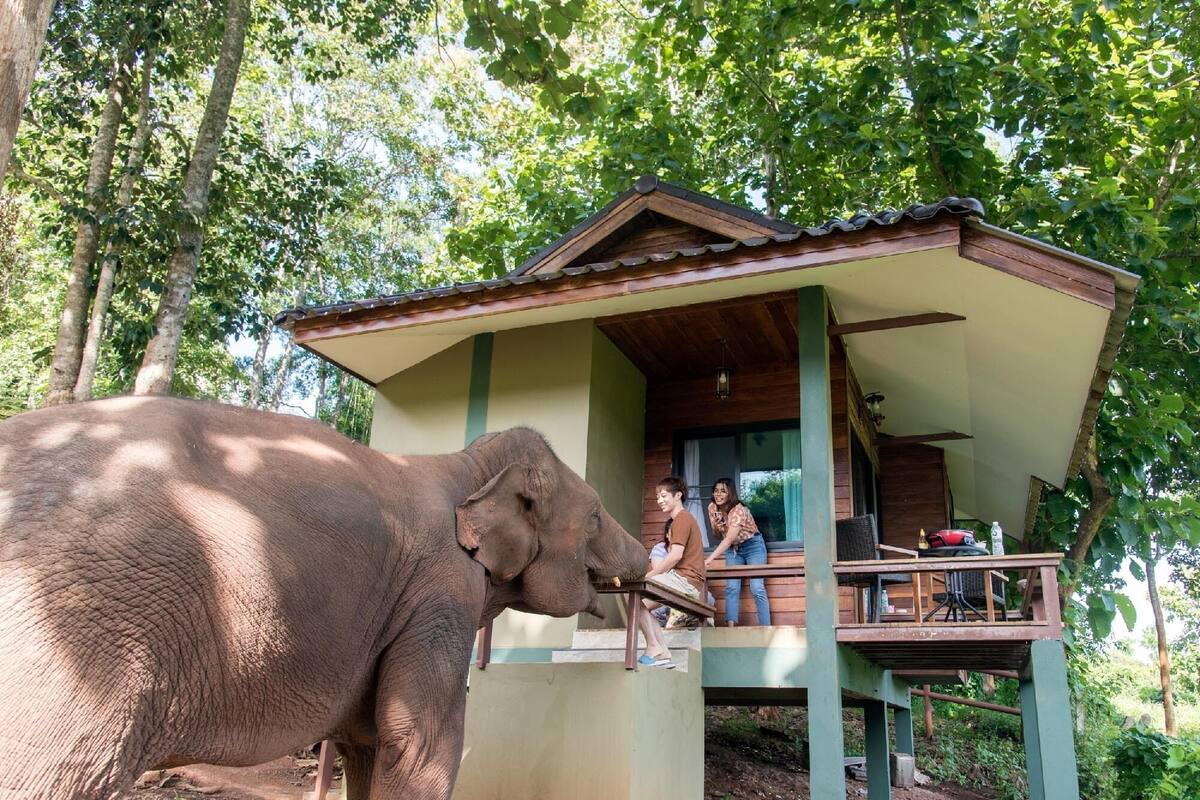 A wooden structure with a balcony, a large elephant in the foreground, and two people on the balcony.