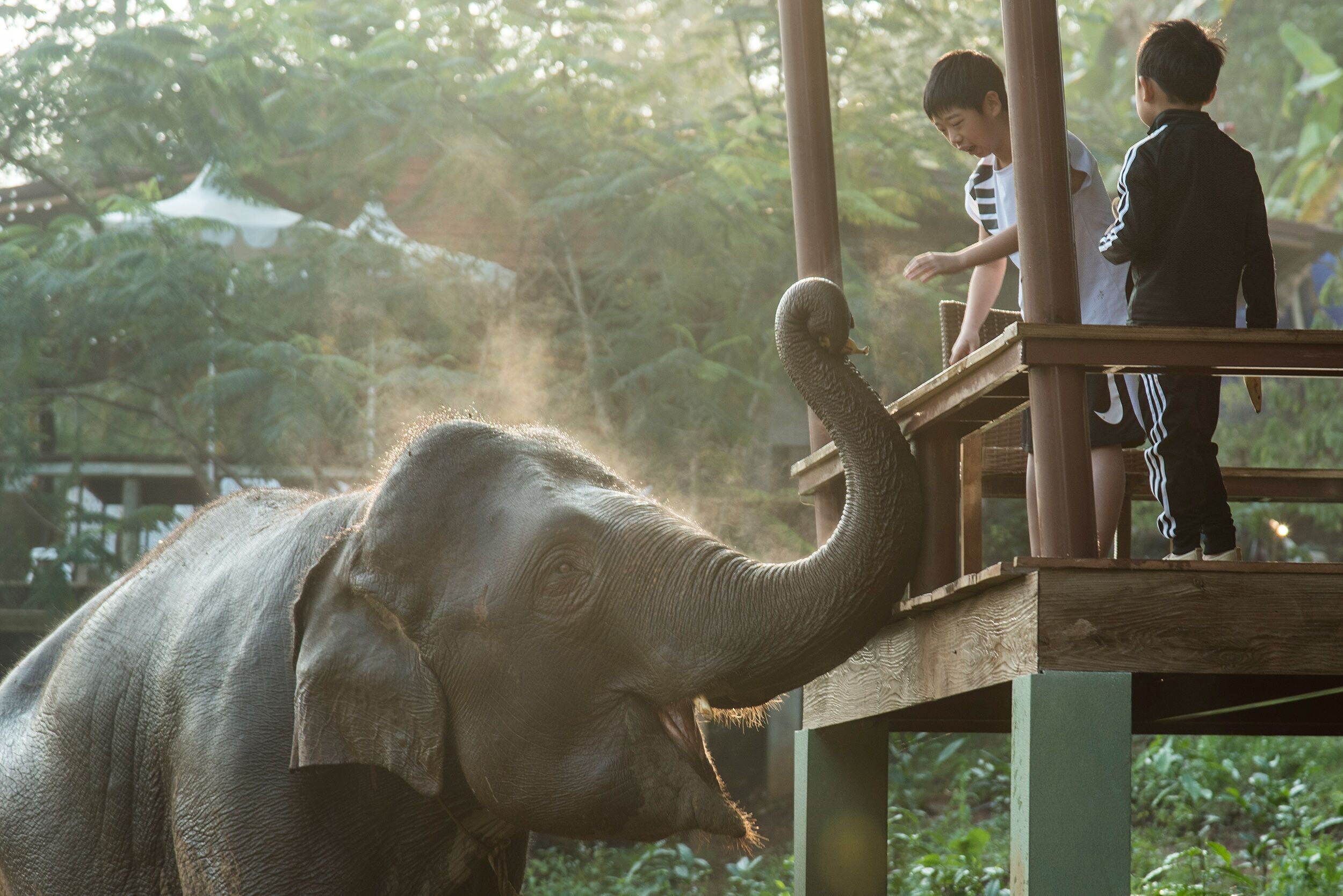 An elephant on a wooden platform with two people standing on it.