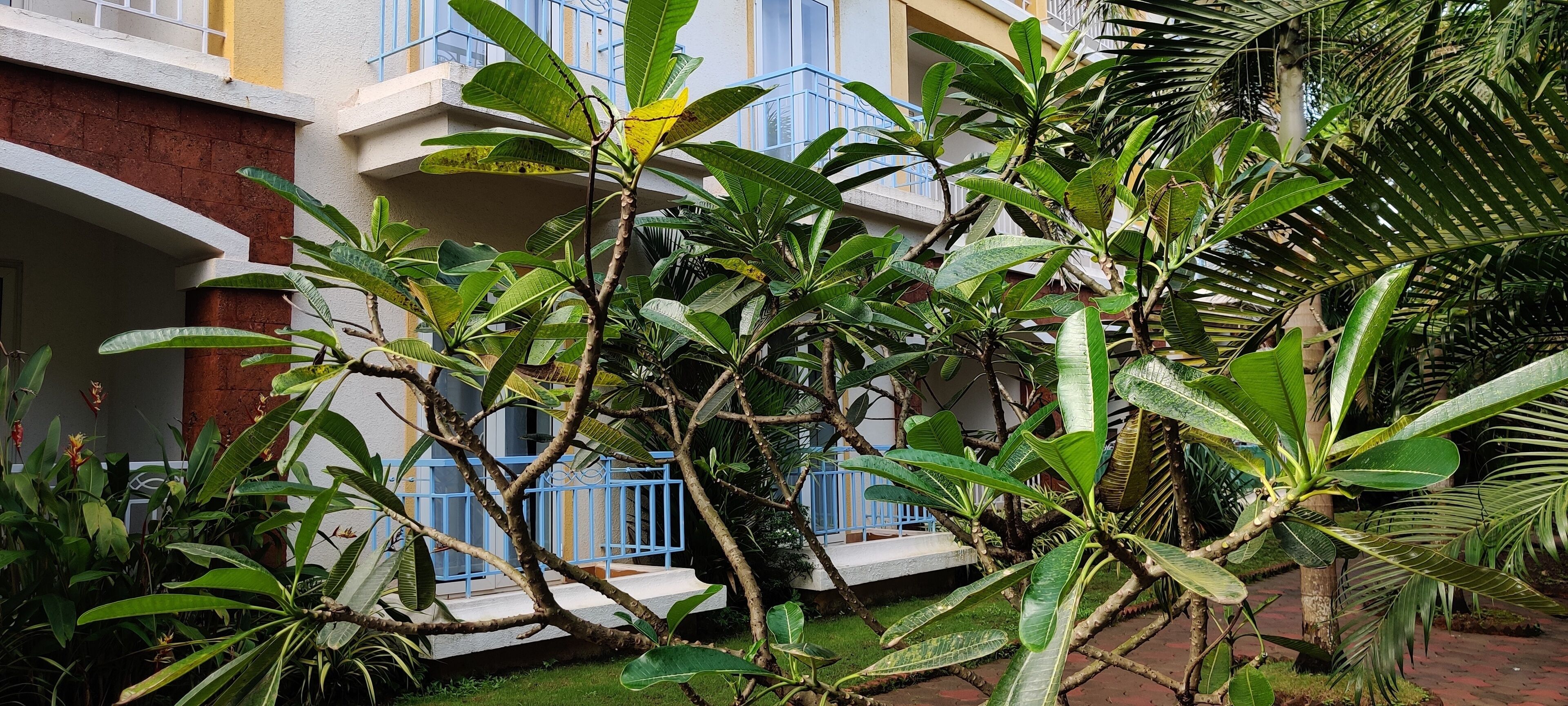 Foto - Passions de Goa