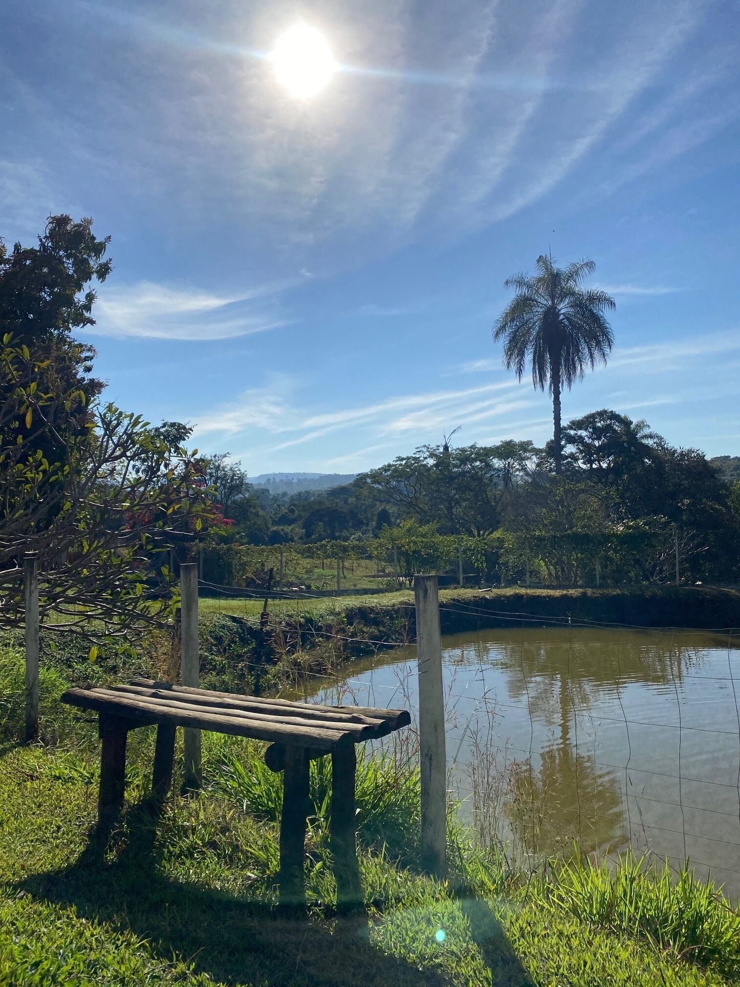 A wooden bench by a calm pond with a palm tree and lush greenery in the background.