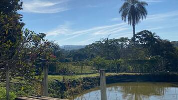 A wooden bench by a calm pond with a palm tree and lush greenery in the background.