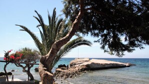 A coastal scene with a palm tree, rocky shoreline, and clear blue water. - Casa Alexandra 4-person penthouse on the seafront in Mar de Pulpi. (Pulpí)