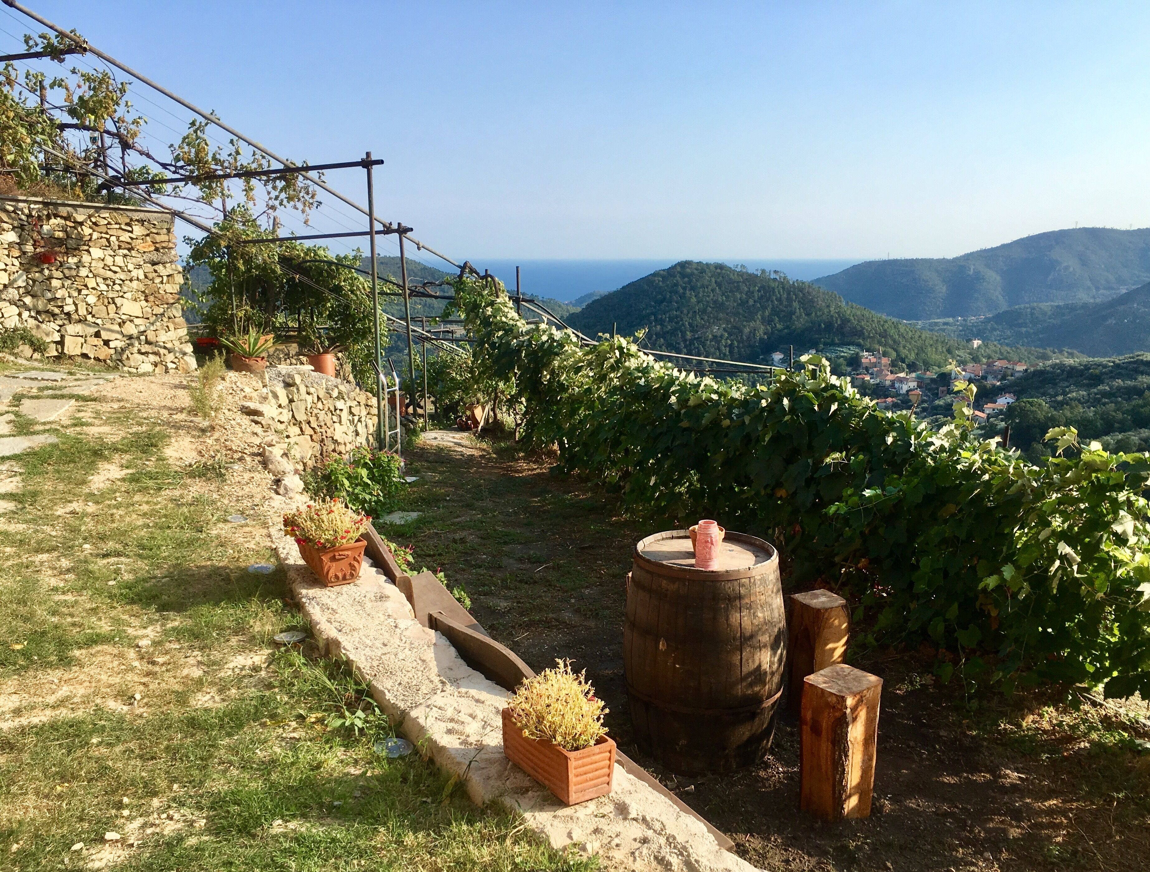 A vineyard with stone walls, wooden barrels, and potted plants.