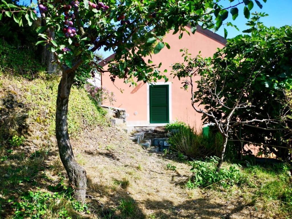 A pathway leading to a building with a green door, surrounded by greenery and a tree with ripe fruit.