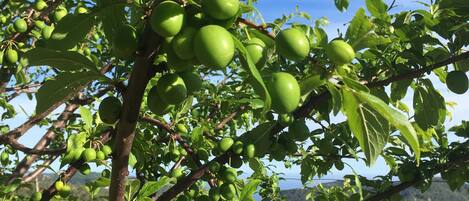 Uma árvore com frutos verdes, uma estrutura metálica e uma paisagem montanhosa ao fundo.