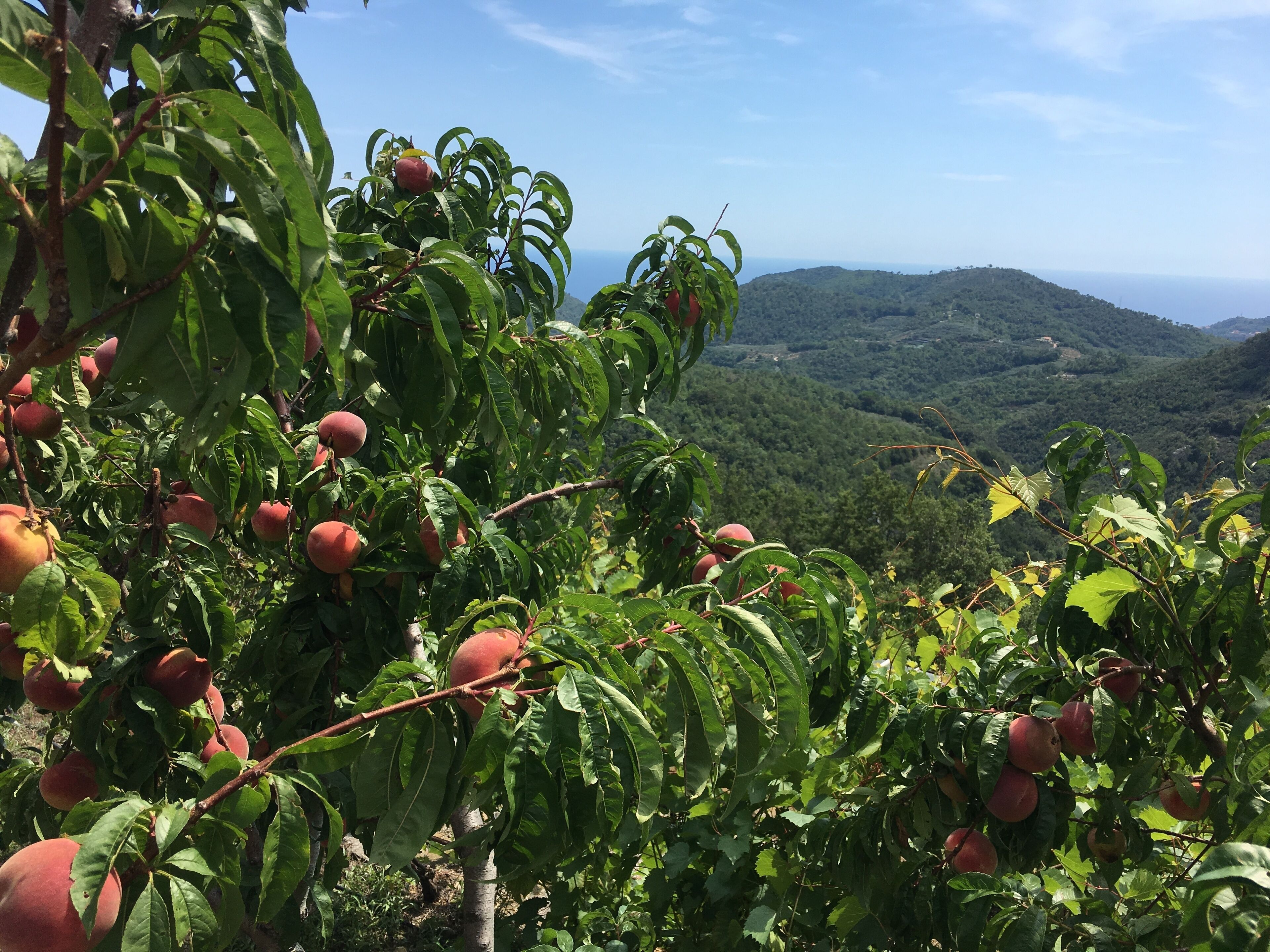 A peach orchard with a view of distant hills.