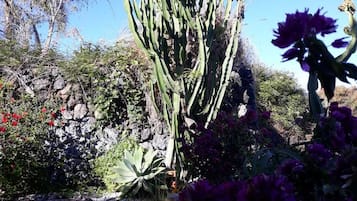 Jardí