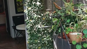 Un espacio al aire libre cubierto con una reja metálica, una jardinera con diversas plantas y una silla.