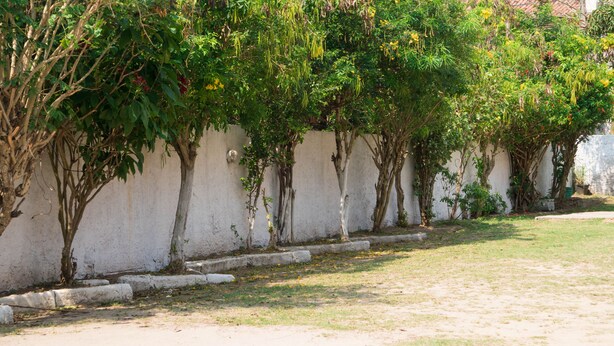 A row of trees against a white wall, with a grassy area in front. - Pousada Águas do Peró (Cabo Frio)